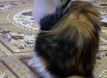 قطه شيرازي كامله لقاحات وجرعه ديدان مع دفتر العمر سنه و4اشهر بسعر مناسب قطه شيرازي كامله لقاحات وجرعه ديدان مع دفتر العمر سنه و4اشهر بسعر مناسب