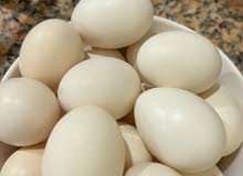fresh chicken eggs for eating and hatching fresh chicken eggs for eating and hatching