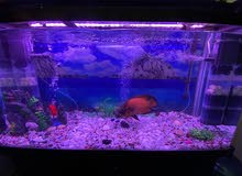 aquarium and fish for sale aquarium and fish for sale