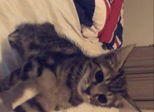 American Cat For Sale American Cat For Sale