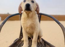 Labrador retriever puppies Labrador retriever puppies