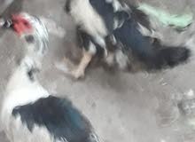 بشوش مصريات 3 انثئ +3 فحل بشوش مصريات 3 انثئ +3 فحل