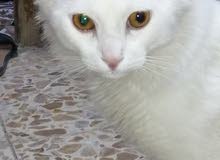 قط شيرازي ذكر قط شيرازي ذكر