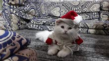 قط شيرازي ابيض صغير قط شيرازي ابيض صغير