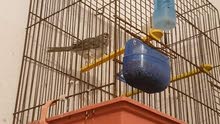 canari baldi بلدي canari baldi بلدي