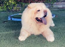 chow chow chow chow