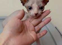Sphynx Kitten 5 months old Sphynx Kitten 5 months old