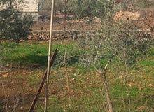Residential Land for Sale in Ramallah and Al-Bireh Ein Qiniya