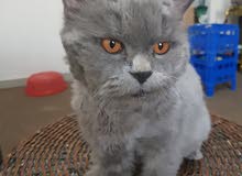 British blue long hair British blue long hair