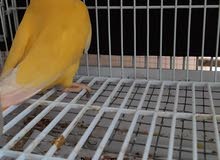 lutino opaline red eyes lovebird lutino opaline red eyes lovebird