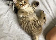 Golden tabby short hair kitten Golden tabby short hair kitten