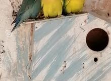كوبية بركديلو ملطعة كوبية بركديلو ملطعة