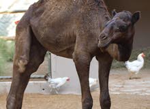 Saudi camel Saudi camel