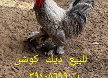 ديك كوشن للبيع