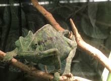 african chameleon african chameleon
