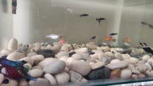 Aquarium with fish , filter , pebbles and fish food