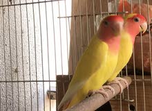 love bird pair looking new home location Ajman 400 dh love bird pair looking new home location Ajman 400 dh