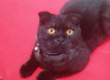 Scottish fold tabby Scottish fold tabby