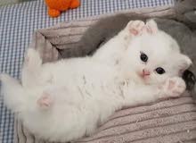 عرض اليوم على قطوسه(Cat)
شيرازي من اب وام شيرازي
العمر ــ شــهر
الـون
القـوسـه نضيـفه عرض اليوم على قطوسه(Cat)
شيرازي من اب وام شيرازي
العمر ــ شــهر
الـون
القـوسـه نضيـفه