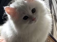 قطه سيرازي للبيع قطه سيرازي للبيع