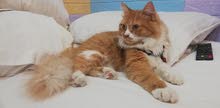 Orange persian Cat Orange persian Cat