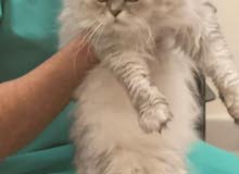 persian male for sale persian male for sale