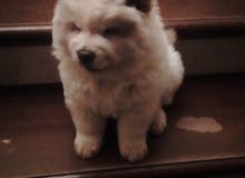 chuchu puppy female chuchu puppy female