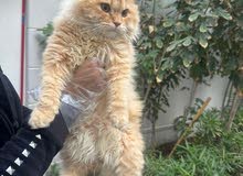 Persian 8 Month Cat