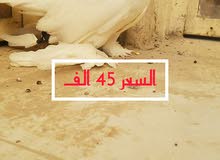 فحله بخارة فحله بخارة