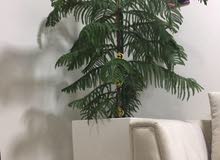 شجره الاروكاريا طبيعي داخلي شجره الاروكاريا طبيعي داخلي