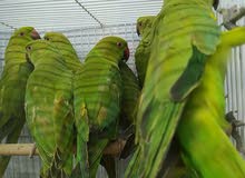 parrot parrot