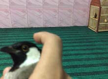 بلبل وحشي لبيع شرط تغريد بلبل وحشي لبيع شرط تغريد