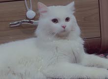قط شيرازي قط شيرازي