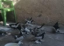 طيور رنكو للبيع طيور رنكو للبيع