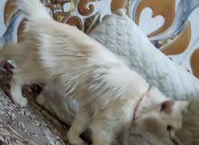 قطه شيرزيه اب هملايه قطه نضيفا ولعوبه بصحه جيده البيع قطه شيرزيه اب هملايه قطه نضيفا ولعوبه بصحه جيده البيع