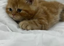 قطه انثى للبيع قطه انثى للبيع