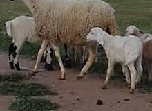 اغنام متواسطات الحجم واصغيرت اغنام متواسطات الحجم واصغيرت