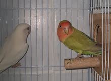 Lovebird Chicks for Sale Lovebird Chicks for Sale
