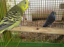 100% breeding pair of budgie 100% breeding pair of budgie