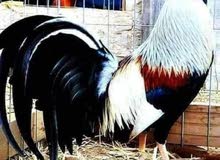 دجاج عرب دجاج عرب