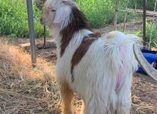 للبيع تيس رحبي بيور للبيع تيس رحبي بيور