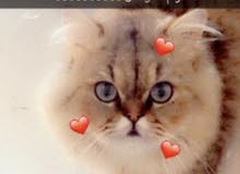 مطلوب انثى للتزاوج مع الذكر هاذا مطلوب انثى للتزاوج مع الذكر هاذا
