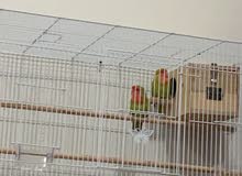 love birds love birds