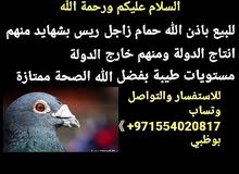 زاجل ريس زاجل ريس