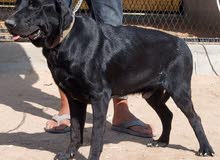 labrador male labrador male
