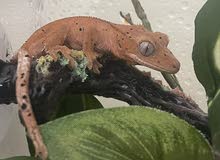 Baby red Dalmatian crested gecko for sale Baby red Dalmatian crested gecko for sale