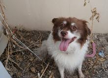 4 yr old male Border collie for sale 4 yr old male Border collie for sale