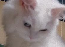 قطة شيرازي بيور عمر 6 أشهر عين زرقاء و عين خضراء