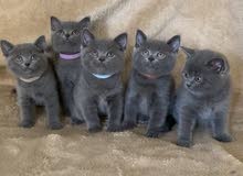 British Shorthair Kitten British Shorthair Kitten