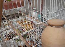 2 pair of budgies for sale